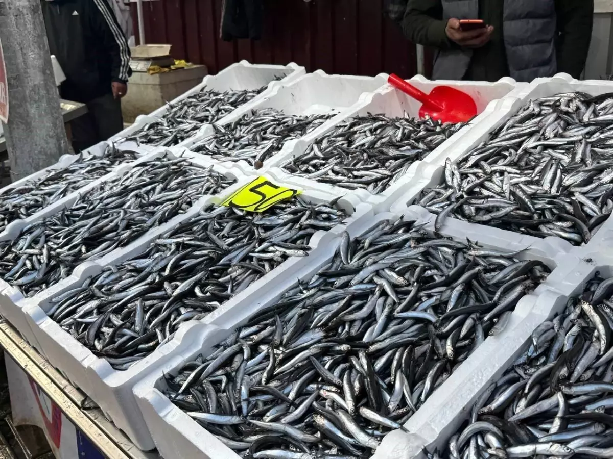 Hamsi Fiyatları Yükseldi: Karadeniz’de Av Kıtlığı ve Fiyat Şoku
